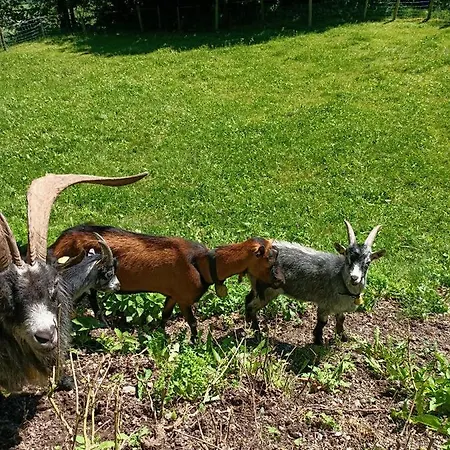 בית נופש Hanni