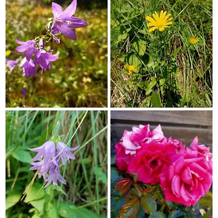 Semesterbostad Hanni *