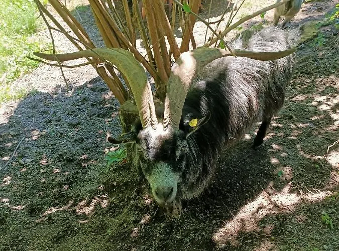 Hanni بيت للعطل