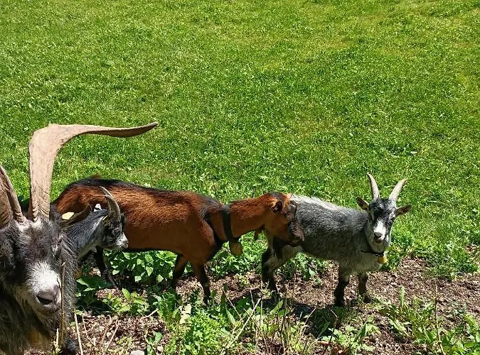 بيت للعطل Hanni