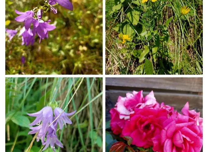 بيت للعطل Hanni *